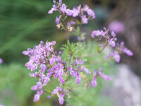 Teucrium orientalis P1