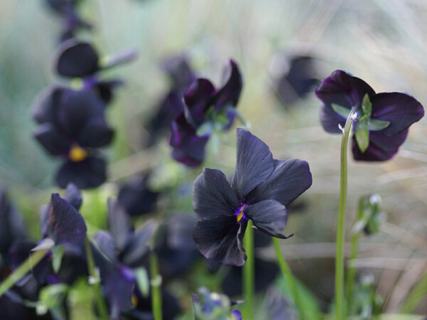 Viola cornuta Molly Sanderson