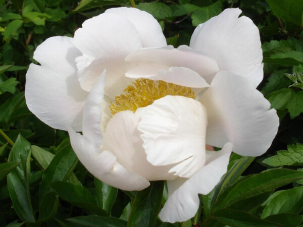 Paeonia lactiflora Nymphe (Solitär) ) KEIN VERSAND