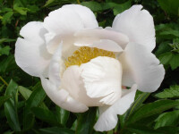 Paeonia lactiflora Nymphe (Solitär) ) KEIN VERSAND