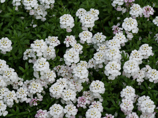 Iberis sempervirens Masterpiece