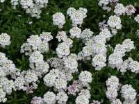 Iberis sempervirens Masterpiece
