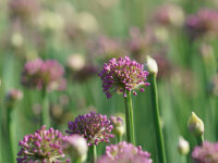 Allium senescens-Hybr. Lavender Bubbles®