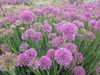 Allium senescens-Hybr. Lavender Bubbles®