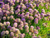 Allium senescens-Hybr. Lavender Bubbles®
