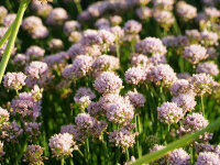 Allium nutans Caroline