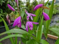 Bletilla striata P 1