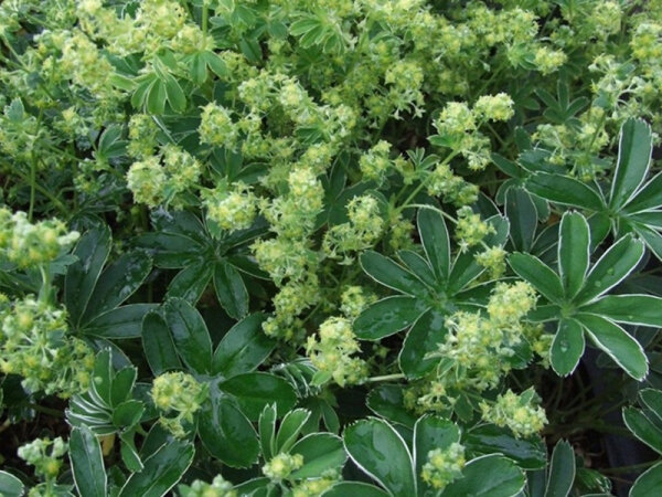 Alchemilla alpina