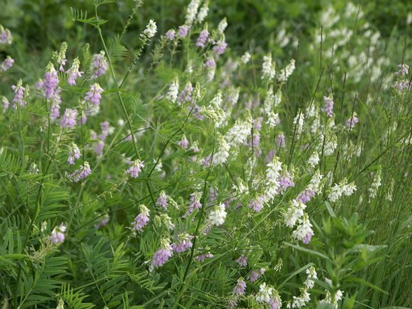Galega officinalis f.alba