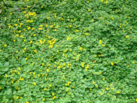Lysimachia nummularia
