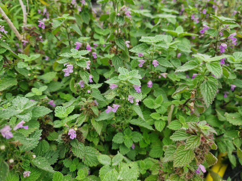 Ballota nigra