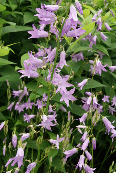 Campanula rapunculus