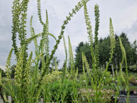 Reseda luteola