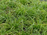 Carex umbrosa Feuerbach*