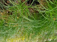 Carex umbrosa Feuerbach*