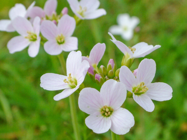 Cardamine pratensis