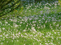 Cardamine pratensis