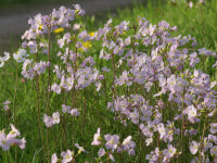 Cardamine pratensis