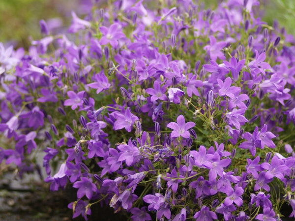 Campanula portenschlagiana