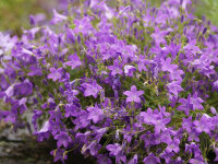 Campanula portenschlagiana