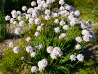 Armeria pseudoarmeria Ballarina White