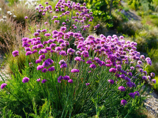 Armeria pseudoarmeria Ballerina Purple Rose