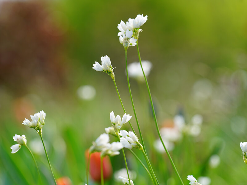 Allium zebdanense P0,5