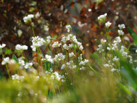 Allium zebdanense