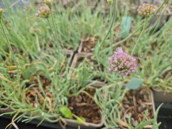 Allium lusitanicum Blue Eddy