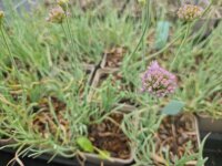 Allium lusitanicum Blue Eddy