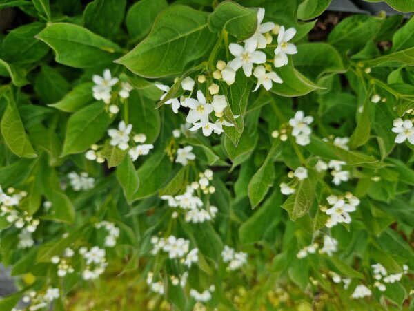 Cynanchum ascyrifolium