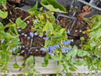 Brunnera sibirica