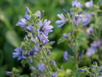 Malva sylvestris ssp. mauritiana Marina®