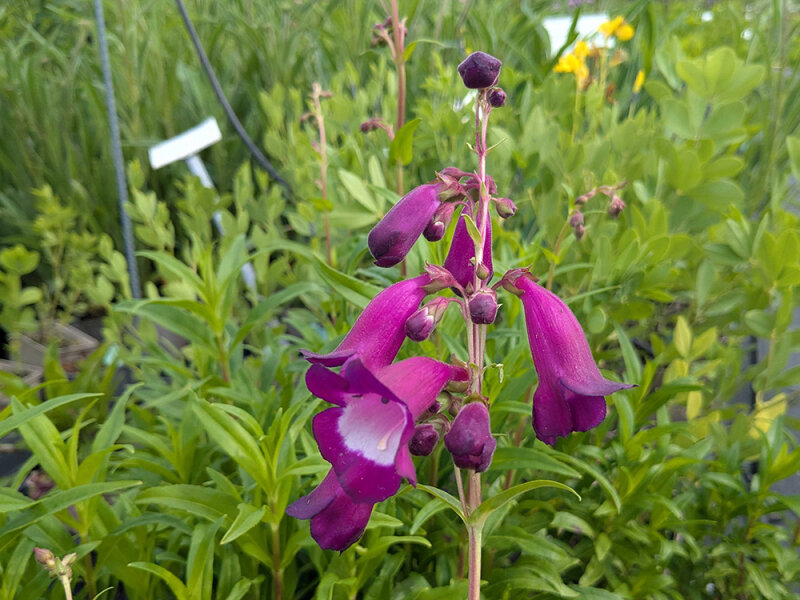 Penstemon Purple Passion