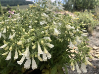 Penstemon hirsutus Pygmeus Albus