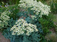 Crambe maritima P1