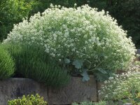 Crambe maritima P1