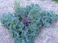 Crambe maritima P1