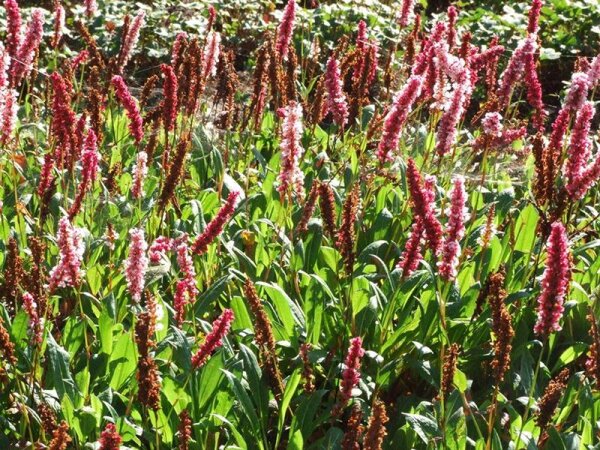Bistorta (Polygonum) affine Darjeeling Red