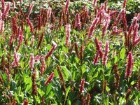 Bistorta (Polygonum) affine Darjeeling Red