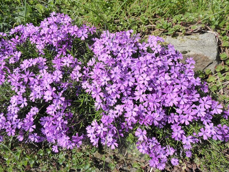 Phlox subulata &lsquo;Purple Beauty&rsquo;