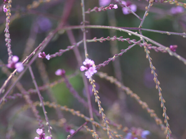 Verbena officinalis