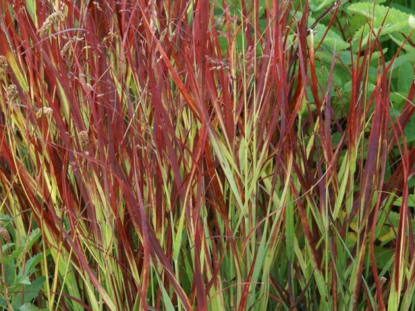 Panicum virgatum Külsenmoor** P1