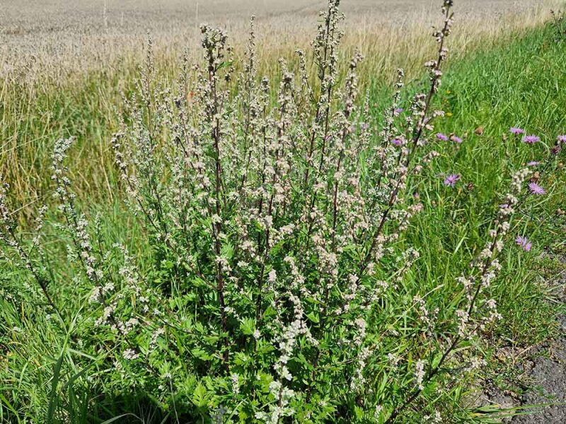 Artemisia vulgaris