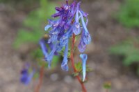 Corydalis elata x flexuosa Golden Spinners