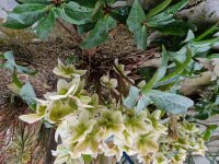 Helleborus × ericsmithii Ivory Prince® P1