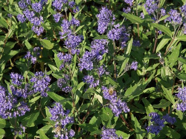 Caryopteris x clandonensis Heavenly Blue P1