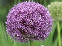 Allium Hybr. Globemaster P1