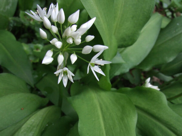 Allium ursinum P 0,5