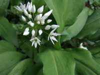 Allium ursinum P 0,5